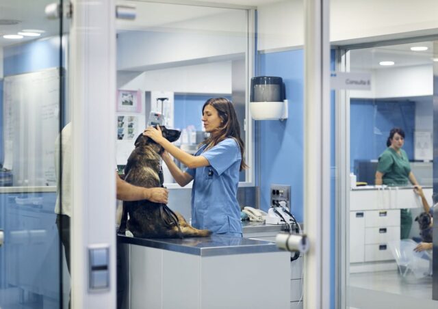 Curso de Diagnóstico por Imagen en Pequeños Animales