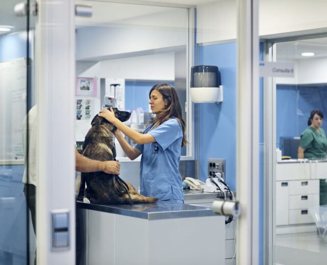 Curso de Diagnóstico por Imagen en Pequeños Animales Curso de Diagnóstico por Imagen en Pequeños Animales