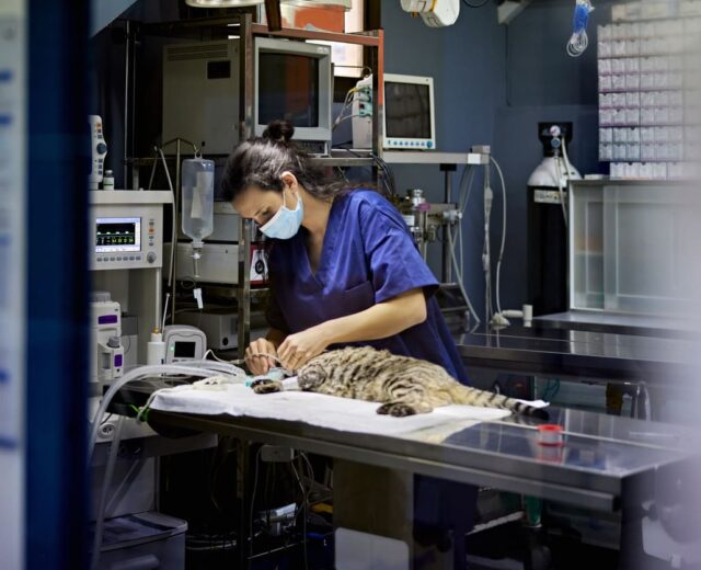 Curso de Anestesia y Analgesia Veterinaria Curso de Anestesia y Analgesia Veterinaria