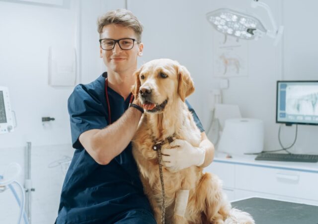 Curso de Urgencias y Cuidados Críticos en Pequeños Animales