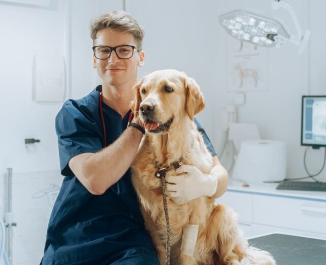 Curso de Urgencias y Cuidados Críticos en Pequeños Animales Curso de Urgencias y Cuidados Críticos en Pequeños Animales